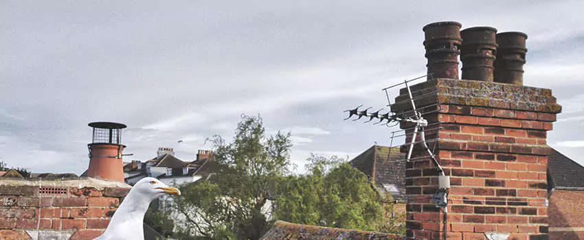 Chimney Cleaning And Restoration in Huntley, Illinois